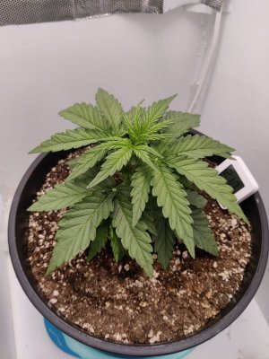 IMG_20230921_092234_626.jpg IMG_20230921_092234_626.jpg