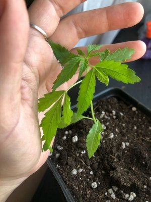 IMG_3854.jpeg IMG_3854.jpeg