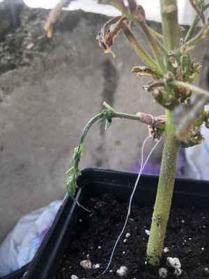 IMG_4088.jpeg IMG_4088.jpeg