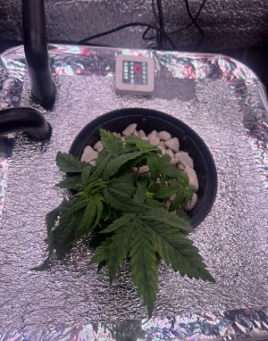 IMG_2915.jpeg IMG_2915.jpeg