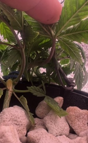 IMG_2910.jpeg IMG_2910.jpeg