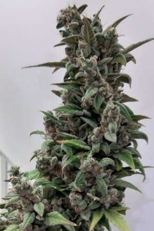 20230821_211949.jpg 20230821_211949.jpg