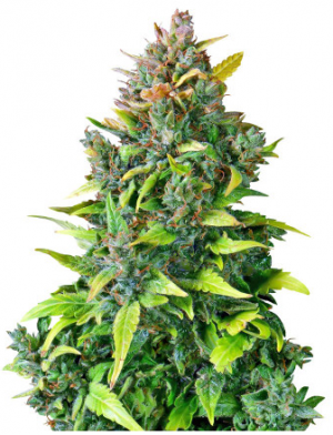 1696360305265.png 1696360305265.png