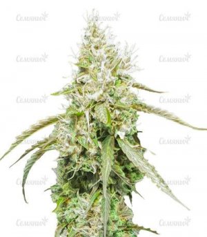 sort-Mazar-X.jpg sort-Mazar-X.jpg