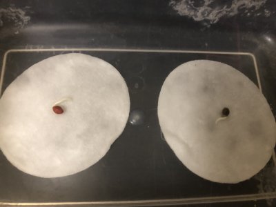 IMG_4417.jpeg IMG_4417.jpeg