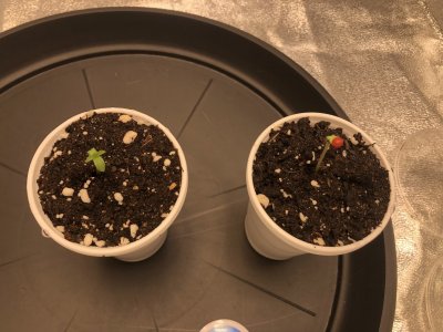 IMG_4436.jpeg IMG_4436.jpeg