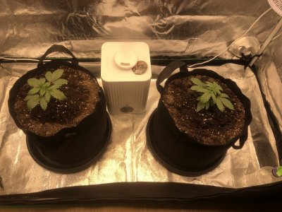 IMG_4462.JPG IMG_4462.JPG