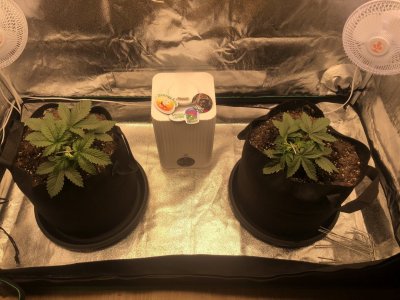 IMG_4470.jpeg IMG_4470.jpeg