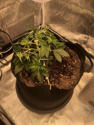 IMG_4483.jpeg IMG_4483.jpeg