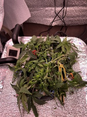 IMG_3034.jpeg IMG_3034.jpeg