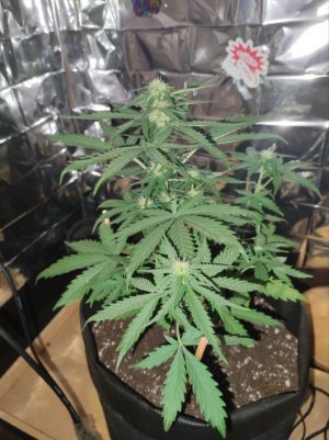 план3.jpg план3.jpg