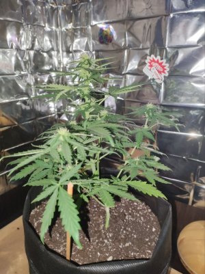 план5.jpg план5.jpg