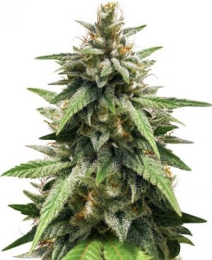 gorilla glue#4.jpg gorilla glue#4.jpg