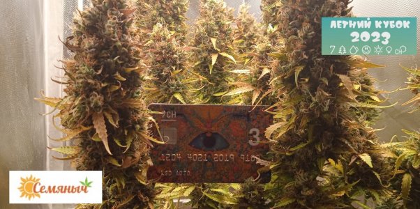 90 дн_LSD_7CH_1.jpg