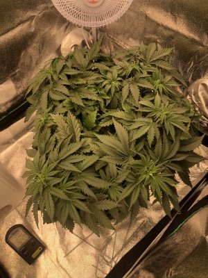 IMG_4541.jpeg IMG_4541.jpeg