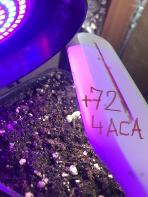 IMG_4798.jpeg IMG_4798.jpeg