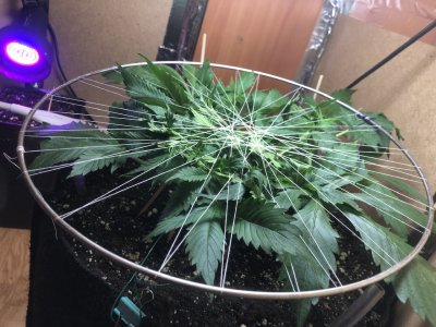 IMG_4818.jpeg IMG_4818.jpeg