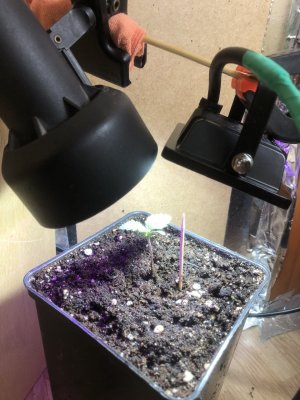 IMG_4847.jpeg IMG_4847.jpeg