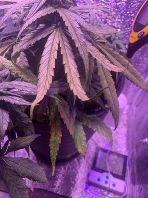 CB3BF93D-30FC-458B-91C9-AA593E7F1391.jpeg CB3BF93D-30FC-458B-91C9-AA593E7F1391.jpeg