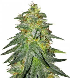 bruce banner #3.jpg bruce banner #3.jpg