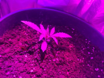 2dr1RnaZa-w.jpg 2dr1RnaZa-w.jpg