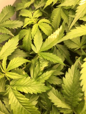 IMG_4914.jpeg IMG_4914.jpeg