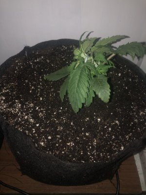 IMG_4943.jpeg IMG_4943.jpeg