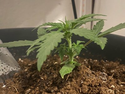 12 (3).jpg 12 (3).jpg