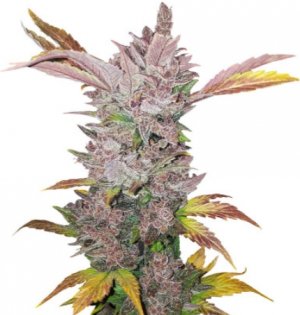 lsd auto.jpg lsd auto.jpg