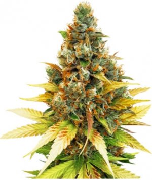 gelato.jpg gelato.jpg