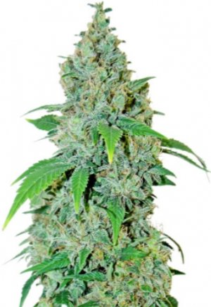 shiska.jpg shiska.jpg