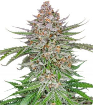 strawberry pie auto.jpg strawberry pie auto.jpg