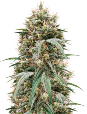 Blueberry Hill.jpg Blueberry Hill.jpg