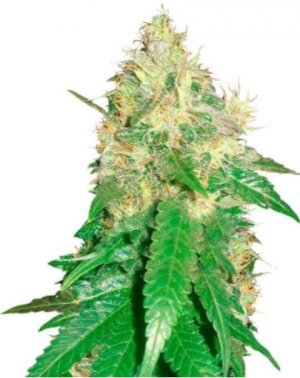 northern light blue.jpg northern light blue.jpg