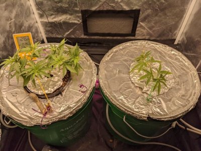 Растишка1.jpg Растишка1.jpg