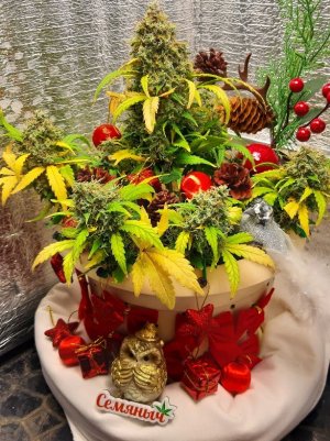 1. @FERZ’_72.jpg 1. @FERZ’_72.jpg