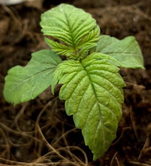 IMG_20220112_170738_744.jpg IMG_20220112_170738_744.jpg