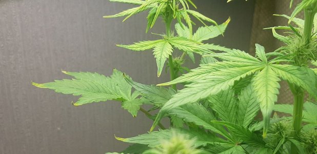 IMG_20220112_210812_609.jpg IMG_20220112_210812_609.jpg