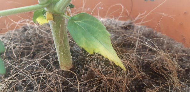 IMG_20220112_210820_639.jpg IMG_20220112_210820_639.jpg