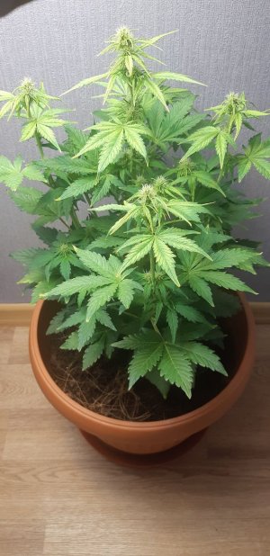 IMG_20220112_212838_570.jpg IMG_20220112_212838_570.jpg