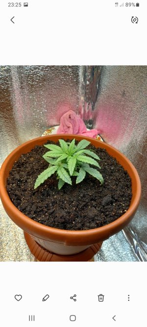 Screenshot_20220112-232529_Gallery.jpg Screenshot_20220112-232529_Gallery.jpg