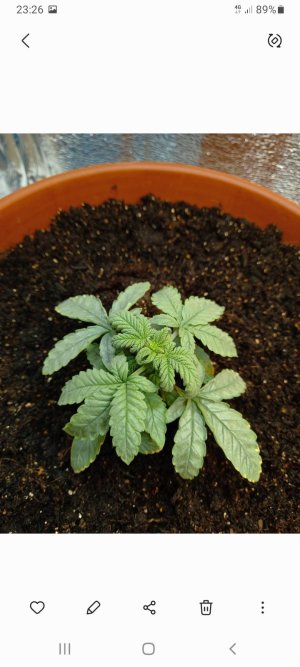 Screenshot_20220112-232601_Gallery.jpg Screenshot_20220112-232601_Gallery.jpg