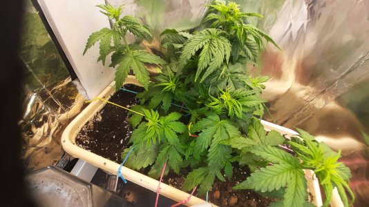 20211203_145023.jpg 20211203_145023.jpg