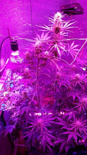 devotchka-auto-doctors-choise__MwlndTMDvwWV2NLL.jpg devotchka-auto-doctors-choise__MwlndTMDvwWV2NLL.jpg