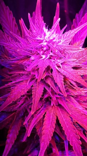 devotchka-auto-doctors-choise__n6ct86wypgIKMhct.jpg devotchka-auto-doctors-choise__n6ct86wypgIKMhct.jpg