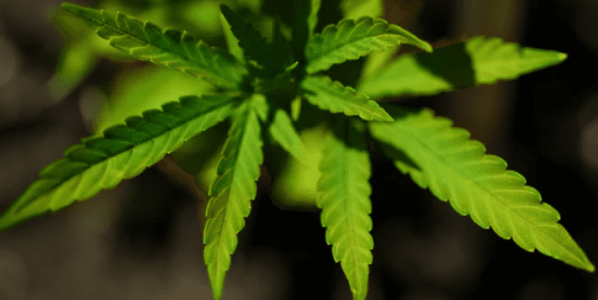 1642442506855.png 1642442506855.png