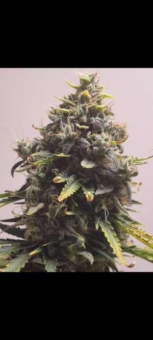 Screenshot_20220117-205722_Gallery (1).jpg