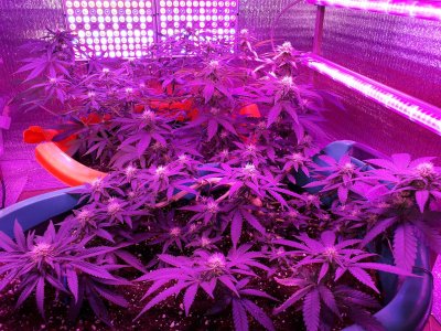 super-lemon-haze-fem-Semyanich__j1n9WubVQaAft4T2.jpg super-lemon-haze-fem-Semyanich__j1n9WubVQaAft4T2.jpg