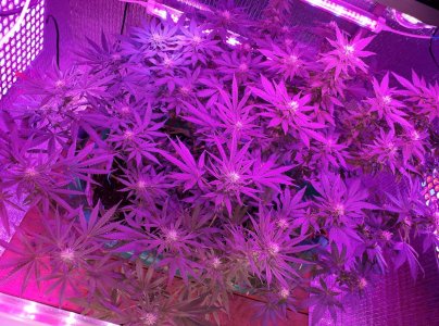 gorilla-glue-4-fem-anesia-seeds__07xwaBpIP41PUhXq.jpg gorilla-glue-4-fem-anesia-seeds__07xwaBpIP41PUhXq.jpg