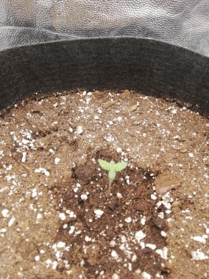 IMG_20220117_203244.jpg IMG_20220117_203244.jpg